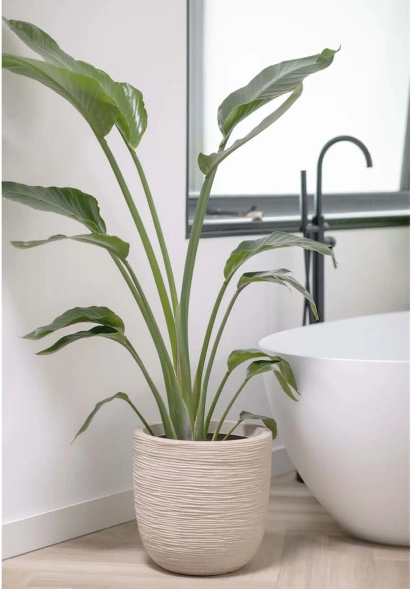 Capi Europe - Bloempot Bol Waste Rib NL - 35x34 - Terrazzo Beige - Voor Binnen En Buiten - KTBR932 - Afbeelding 7