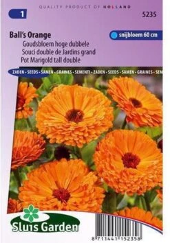 Sluis Garden - Goudsbloem Ball's Orange