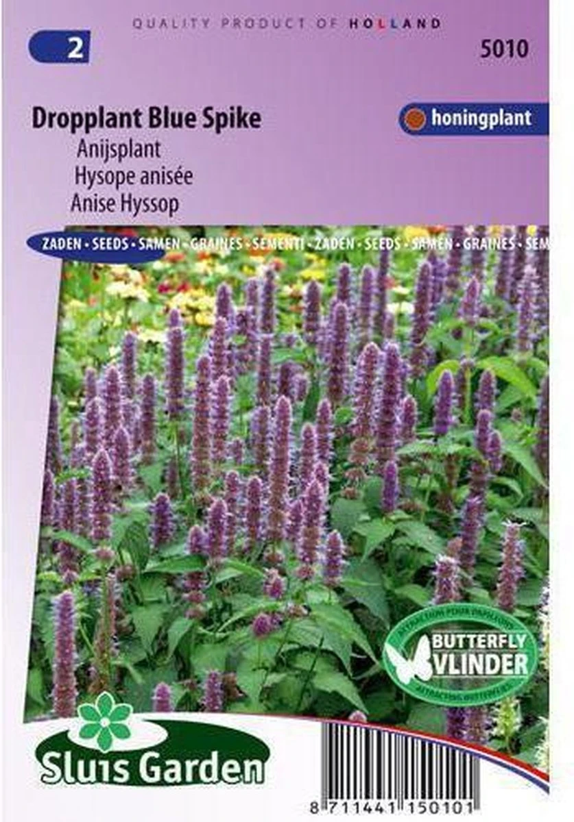 Sluis Garden - Dropplant Blue Spike (Agastache Foeniculum)