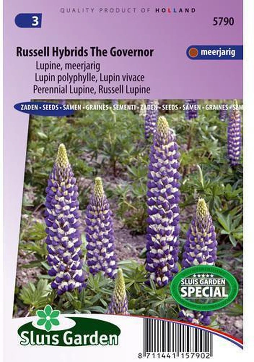 Sluis Garden - Lupine The Governor (Lupinus)