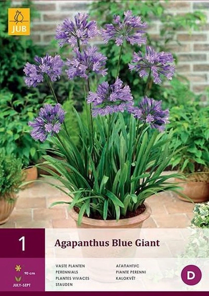 Garden Select - Agapanthus Blauw Giant - 2 Stuks - Potplant - Vaste Plant - Exotische Plant (Afrikaanse Lelie) - Voor Potten En Tuin - Max. Hoogte 1.20 M - Afbeelding 2