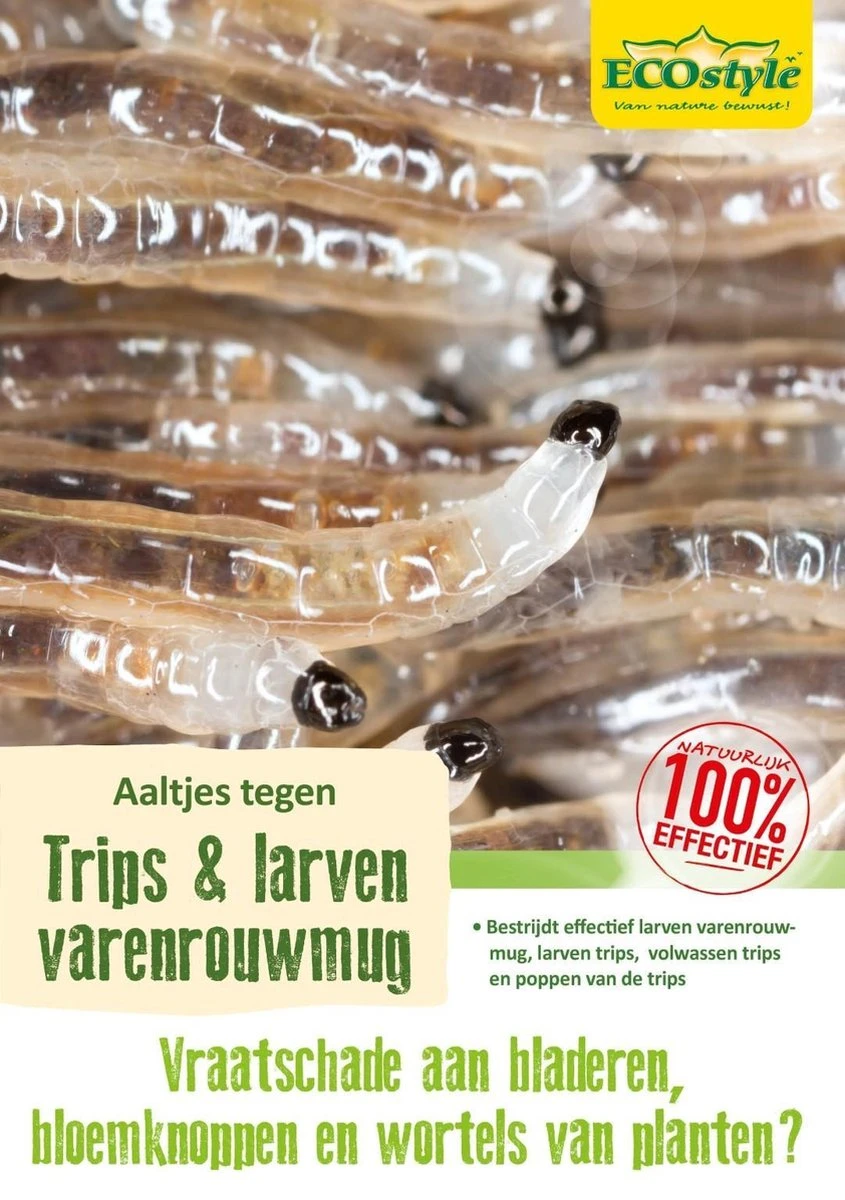 ECOstyle Aaltjes Tegen Larven Trips - Bestrijdingsmiddel Insecten - Natuurlijk & Biologisch - Tegen Bladschade - Vanaf 10 °C Omgevingstemperatuur - Werken 24 Uur Per Dag - Voor 25 Kamerplanten - Afbeelding 2
