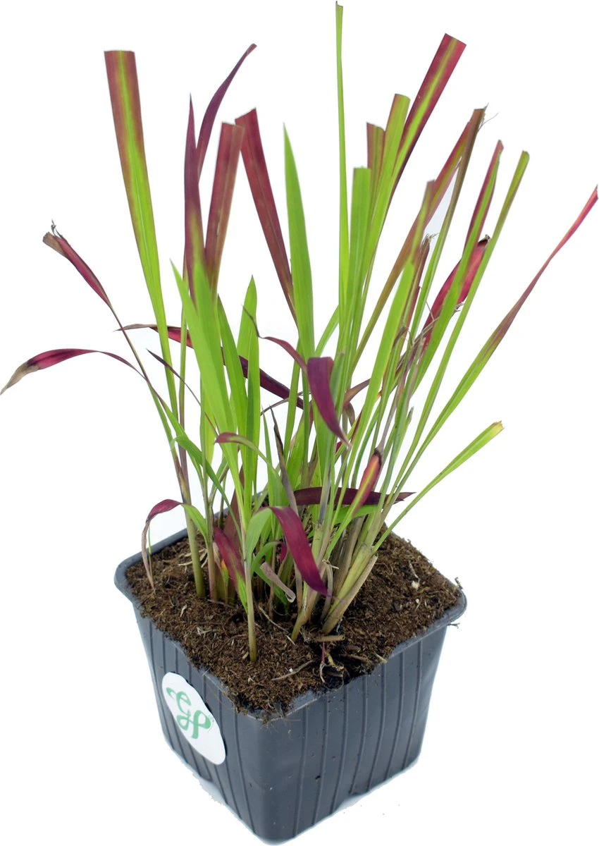 GP 12 X Japans Bloedgras - Siergras - Tuinplanten Winterhard - Vaste Planten - Imperata Red Baron - In 9x9cm Pot Met Hoogte 5-10cm - Afbeelding 4