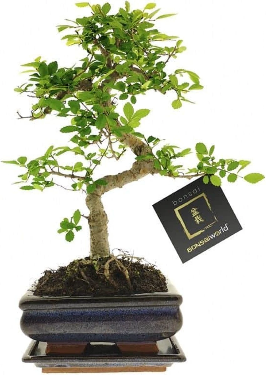 Bonsaiworld Bonsai Boompje - 8 Jaar Oud - Hoogte 25-30 Cm + Bonsai Verzorgingsboekje - Afbeelding 3