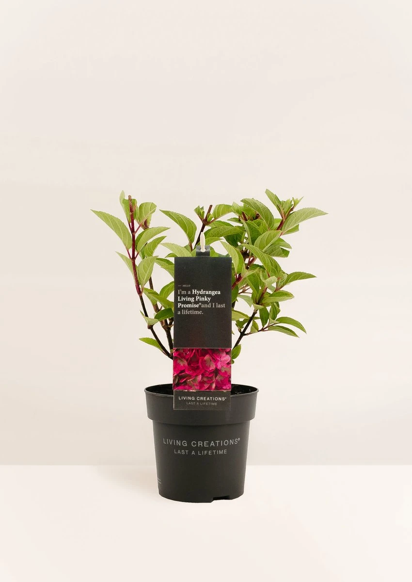 Hydrangea Paniculata Living Pinky Promise® - Afbeelding 5