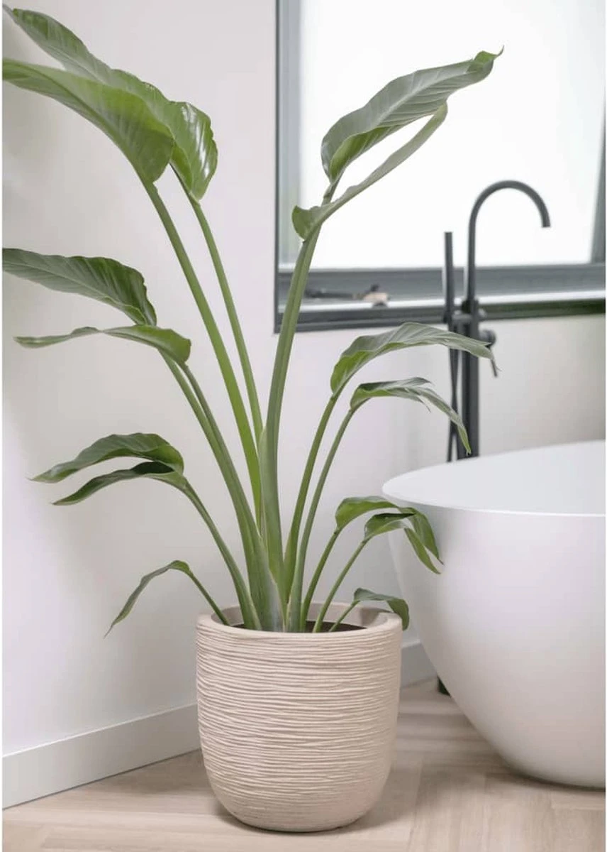 Capi Europe - Bloempot Bol Waste Rib NL - 43x41 - Terrazzo Beige - Voor Binnen En Buiten - KTBR933 - Afbeelding 7