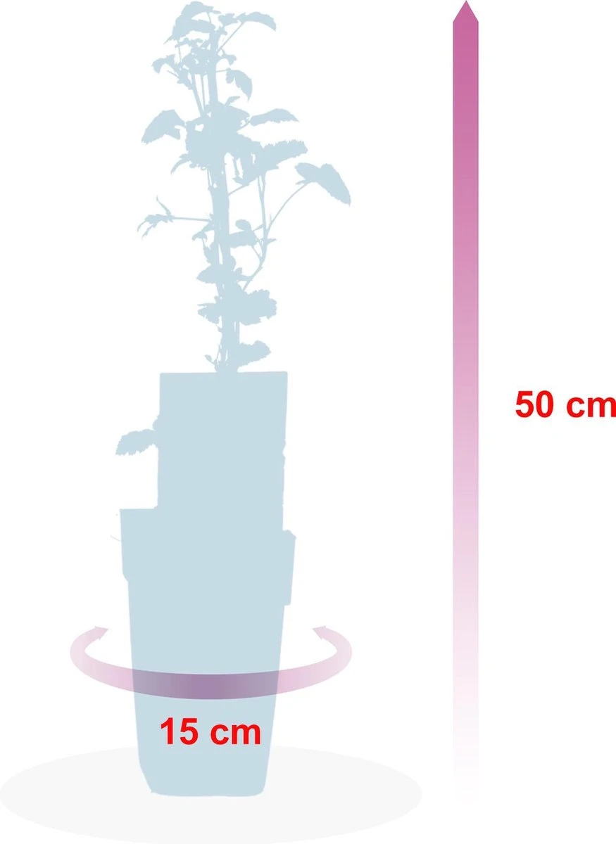 Grootmoeders Jam Mix - Mix Van 4 Fruitplanten: Framboos, Blauwe Bes, Rode Bes, Braam - Hoogte 50-60cm - Afbeelding 4
