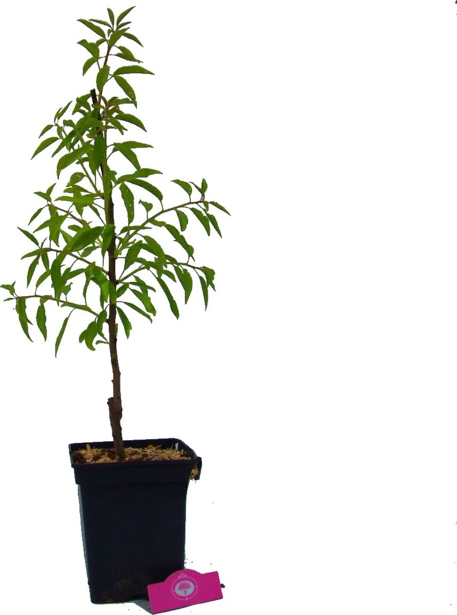 Prunus Dulcis 'Texas', Amandelboom, 5 Liter Pot - Afbeelding 5