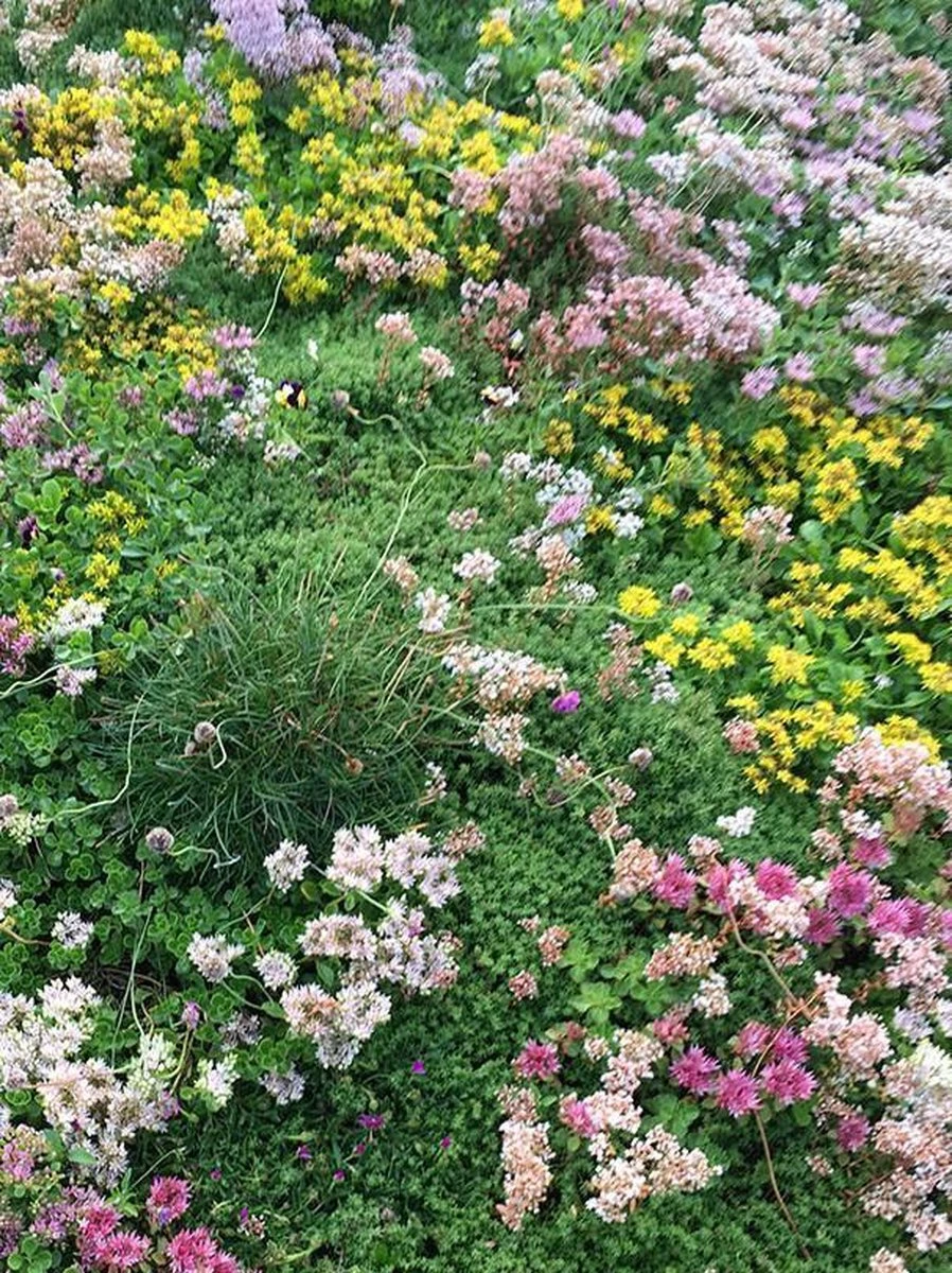 Covergreen Kant-en-klare Sedum Plantenmat - Afbeelding 3