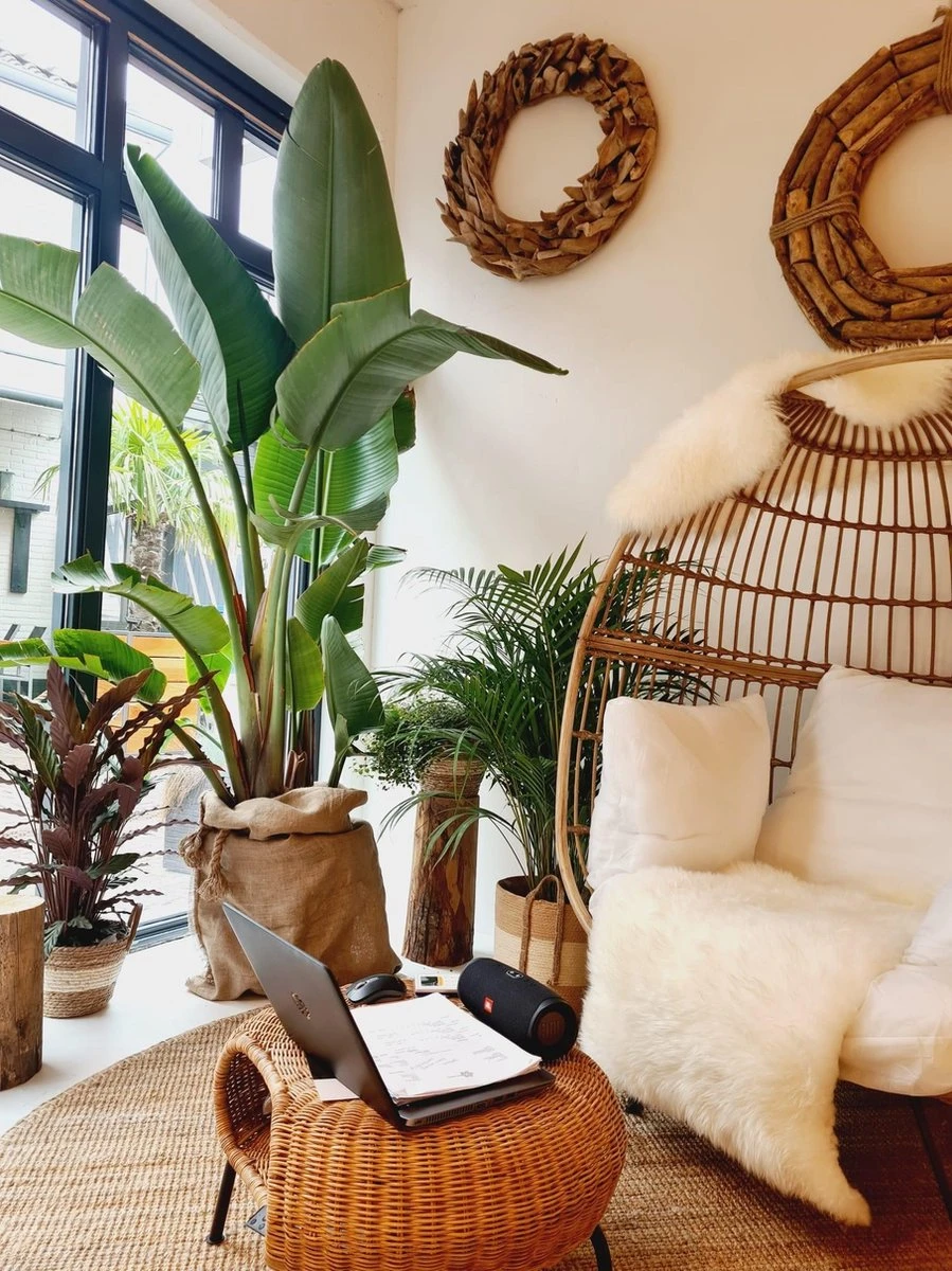 Plant Strelitzia - 200 Cm