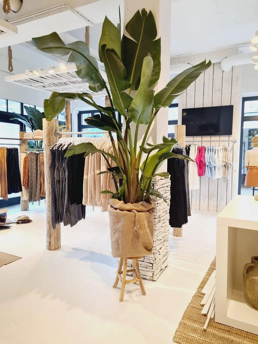 Plant Strelitzia - 200 Cm - Afbeelding 3