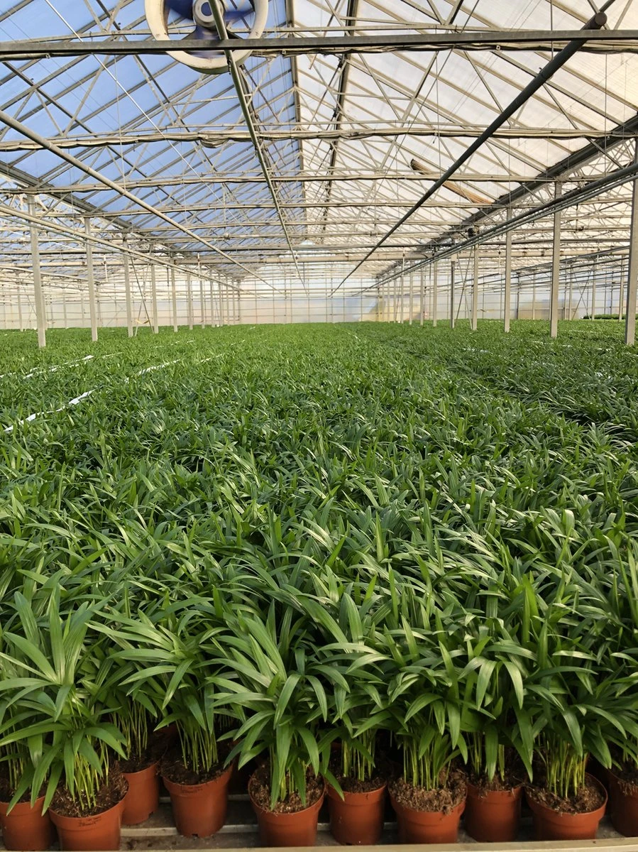 Areca In Siermand Guusje Naturel – Luchtzuiverende Kamerplant – Eenvoudig Te Onderhouden Goudpalm - ↕55-70cm - Ø18 – Geleverd Met Plantenpot – Vers Uit De Kwekerij - Afbeelding 6