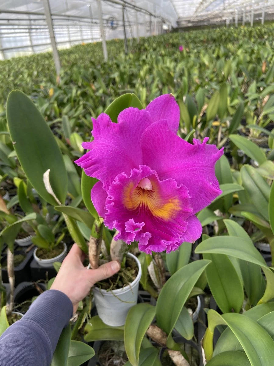 Cattleya Rlc. Pink Empress - Orchidee - Afbeelding 3
