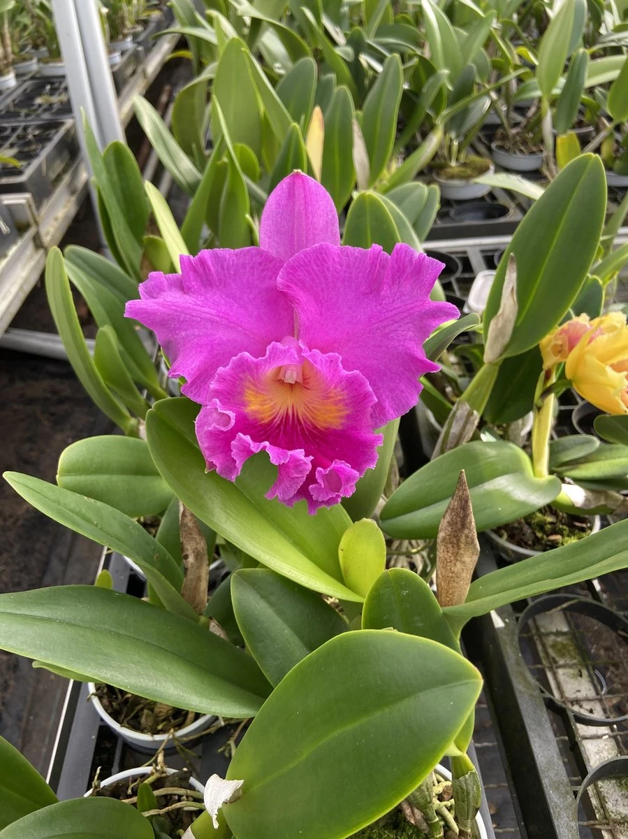 Cattleya Rlc. Pink Empress - Orchidee - Afbeelding 4