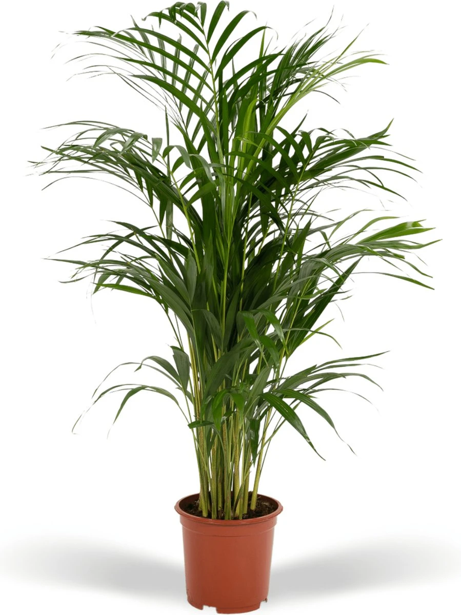 Areca Palm - Goudpalm/Dypsis Lutescens - 85cm Hoog, 19Ø - - Zonder Mand