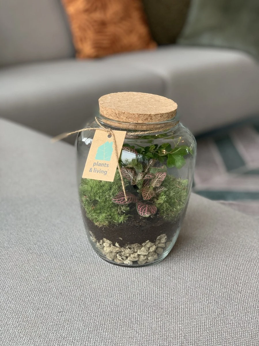 Terrarium Kiki - Afbeelding 2