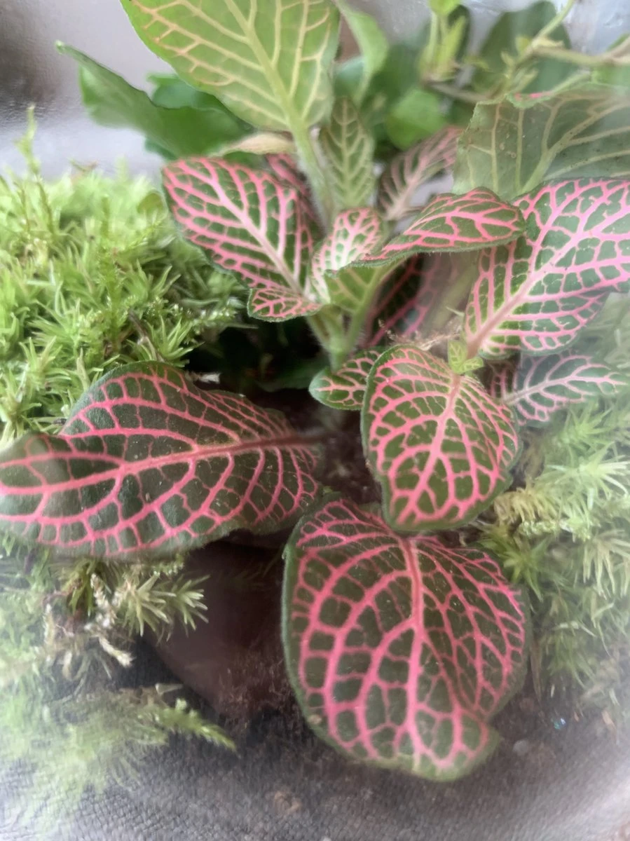 Terrarium Kiki - Afbeelding 3