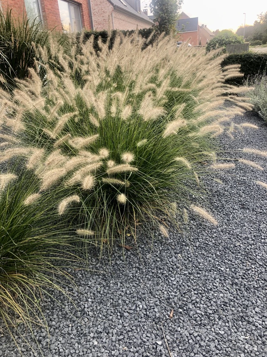 6x Pennisetum Hameln Lampenpoetsersgras In 9x9cm Pot - Afbeelding 2