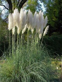 Merkloos 4x Cortaderia Selloana - Pampasgras In 3 Liter Pot