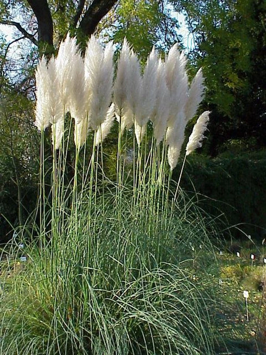 Merkloos 4x Cortaderia Selloana - Pampasgras In 3 Liter Pot