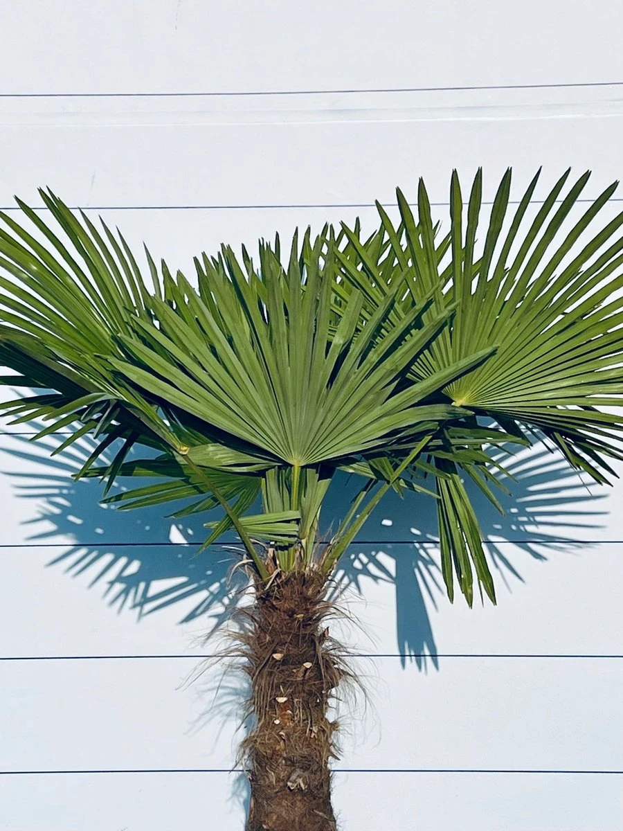 Sunnytree - Palmboom - Trachycarpus Fortunei - Winterharde Palmboom Voor Buiten - Hoogte: 160 Cm - Afbeelding 2