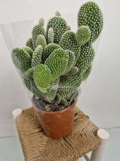 Merkloos Opuntia Microdasys Wit 'Alba' - Konijnenoor Cactus - Potmaat 17 Cm - Planthoogte 35 Cm - Plants By Suus