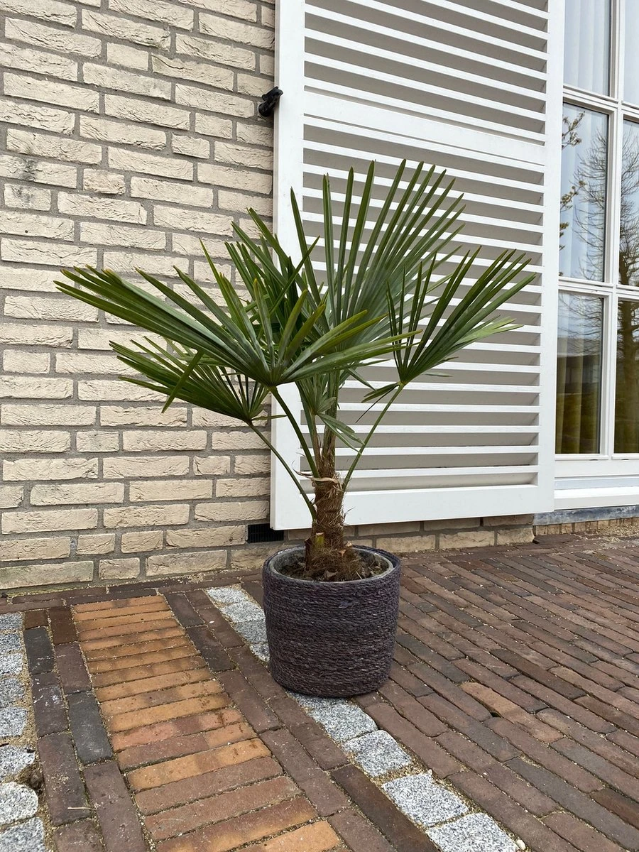 Winterharde Palmboom - Trachycarpus Fortunei 100cm - Afbeelding 2