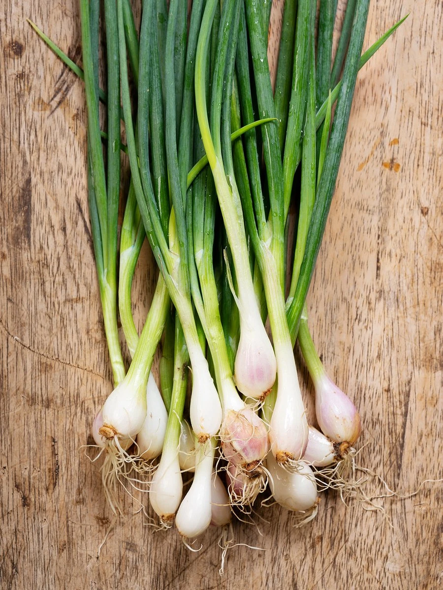 Tuin De Bruijn® Zaden - Bosui White Lisbon - Afbeelding 3