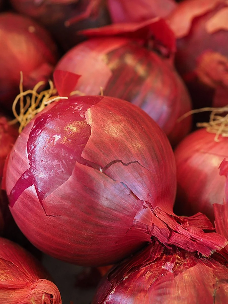 Plantui / Pootui 'Red Baron' - Rode Ui - Maat 14/21 - 500 G (ca. 100 Stuks) - Afbeelding 4