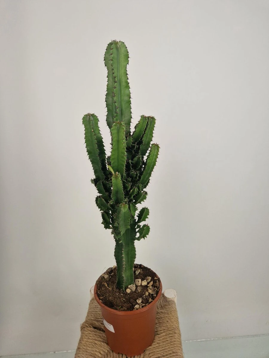 Merkloos Euphorbia Erytrea - Cowboy Cactus - Potmaat 19 Cm - Planthoogte 75 Cm Plants By Suus