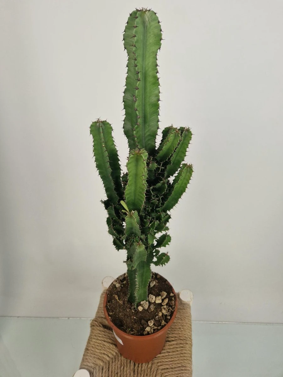Merkloos Euphorbia Erytrea - Cowboy Cactus - Potmaat 19 Cm - Planthoogte 75 Cm Plants By Suus - Afbeelding 2
