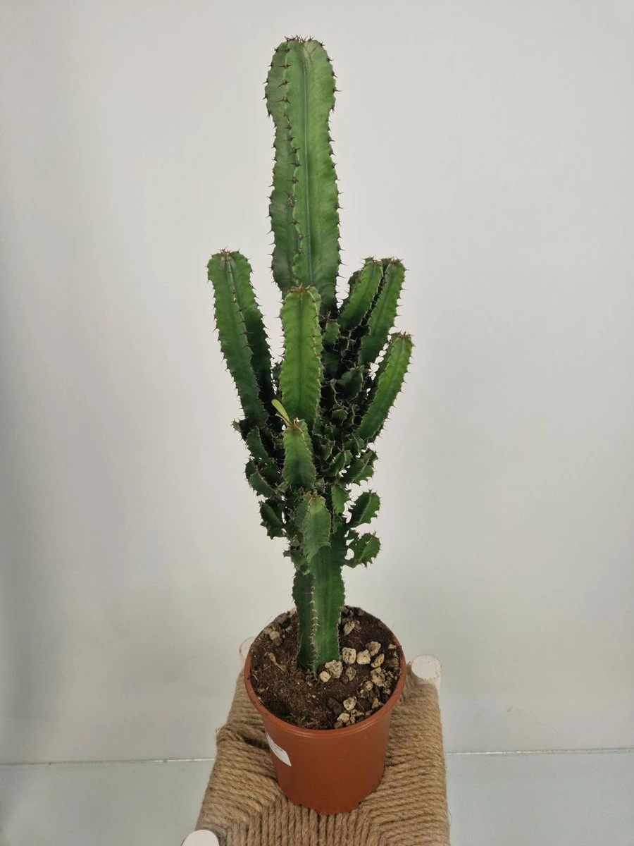 Merkloos Euphorbia Erytrea - Cowboy Cactus - Potmaat 19 Cm - Planthoogte 75 Cm Plants By Suus - Afbeelding 3