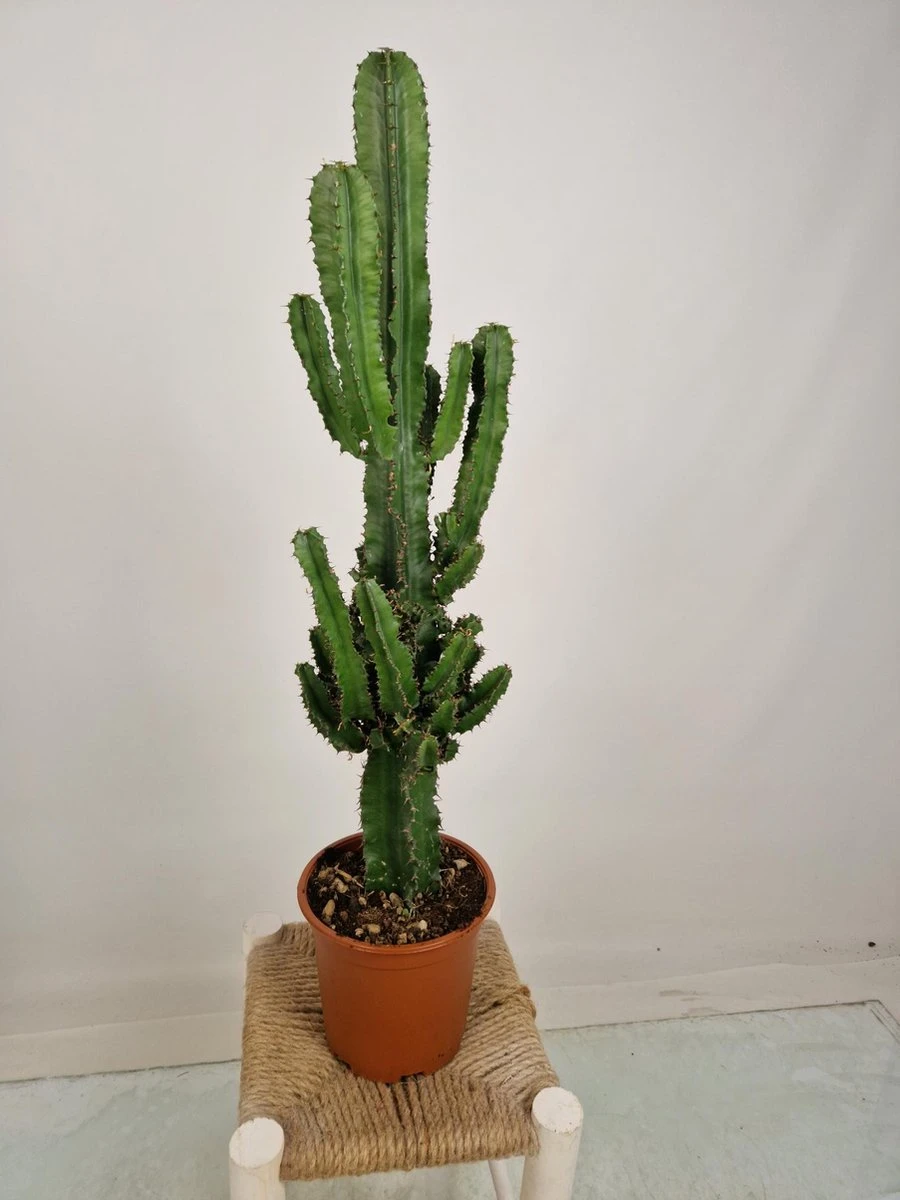 Merkloos Euphorbia Erytrea - Cowboy Cactus - Potmaat 19 Cm - Planthoogte 75 Cm Plants By Suus - Afbeelding 4