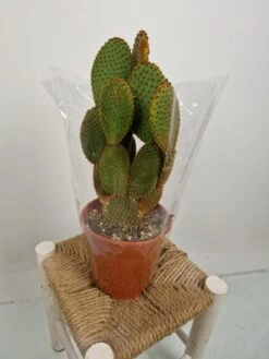 Merkloos Opuntia Microdasys - 'Konijnenoor Cactus' - Oranje 'Rufida' - Potmaat 17 Cm - Planthoogte 35 Cm - Plants By Suus