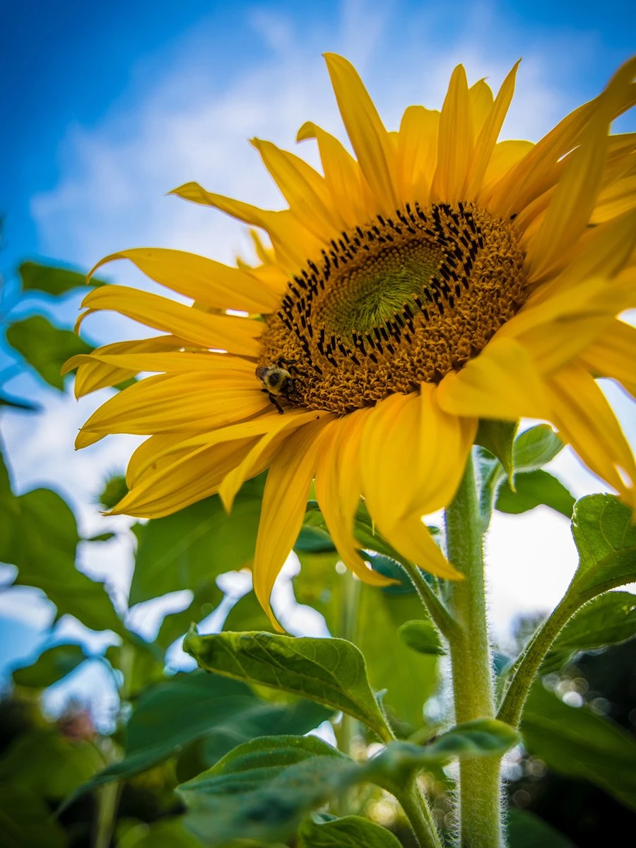 Tuin De Bruijn® Zaden - Reuzenzonnebloem - Zonnebloem Big Wonder - Afbeelding 3