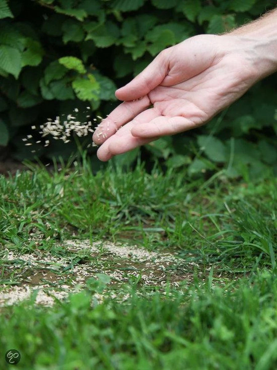 ECOstyle Graszaad Herstel Snelkiemend Gazon Gras – Herstelt Kale Plekken – Vogelwerende Coating – Geschikt Voor Zon- En Schaduw Gazons - Snelle Kieming – 40 – 60M² – 1 KG - Afbeelding 13