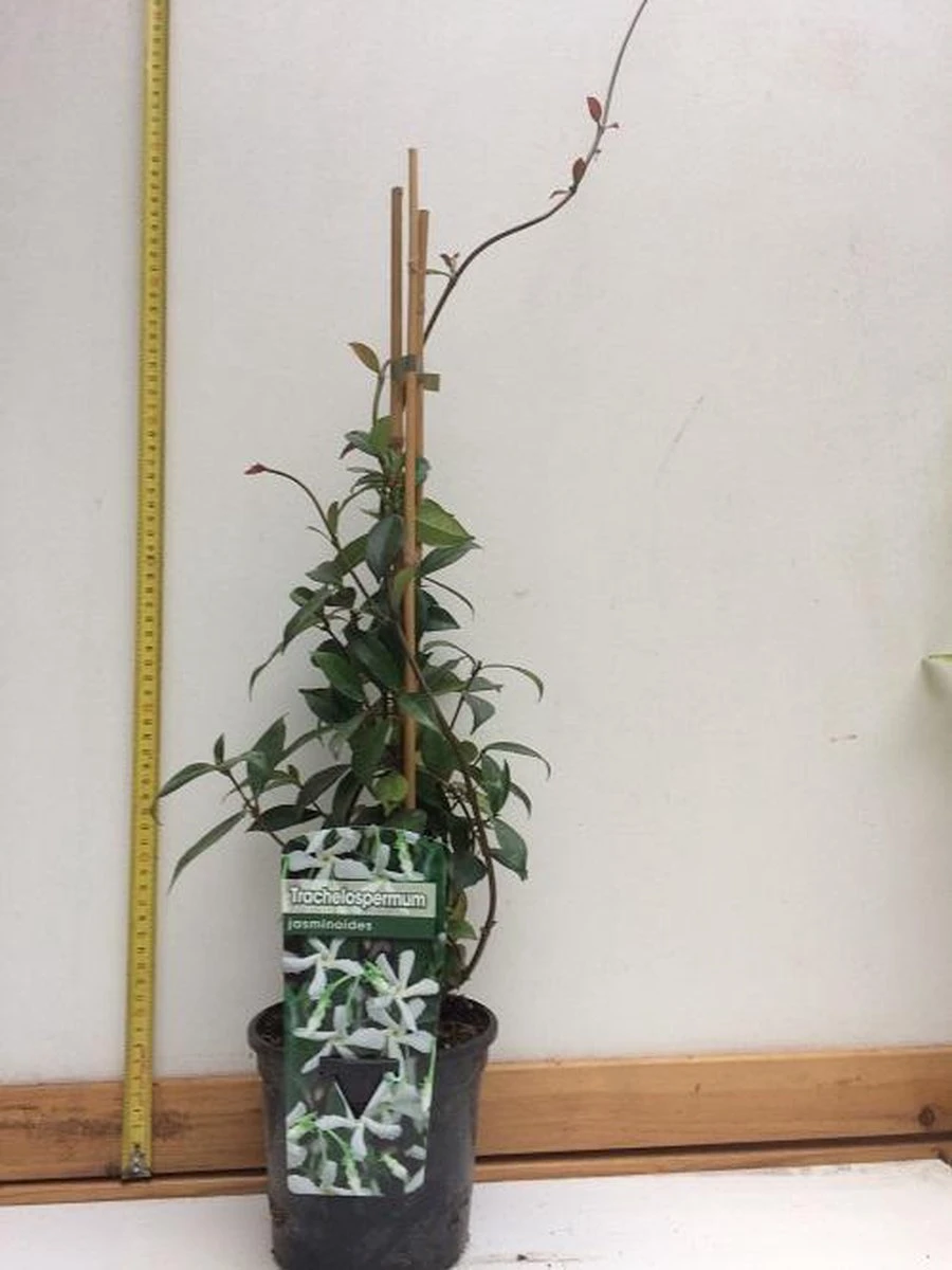 Witte Toscaanse Jasmijn (Sterjasmijn) - Klimplant | Wit - Groenblijvend / Wintergroen En Winterhard - ClematisOnline | 1,5 Liter Pot - Deze Jasmijn Plant Kan Gecombineerd Worden Met Andere Klimplanten Zoals Clematis Of Rozen In Bijv. Een Klimrek - Afbeelding 7