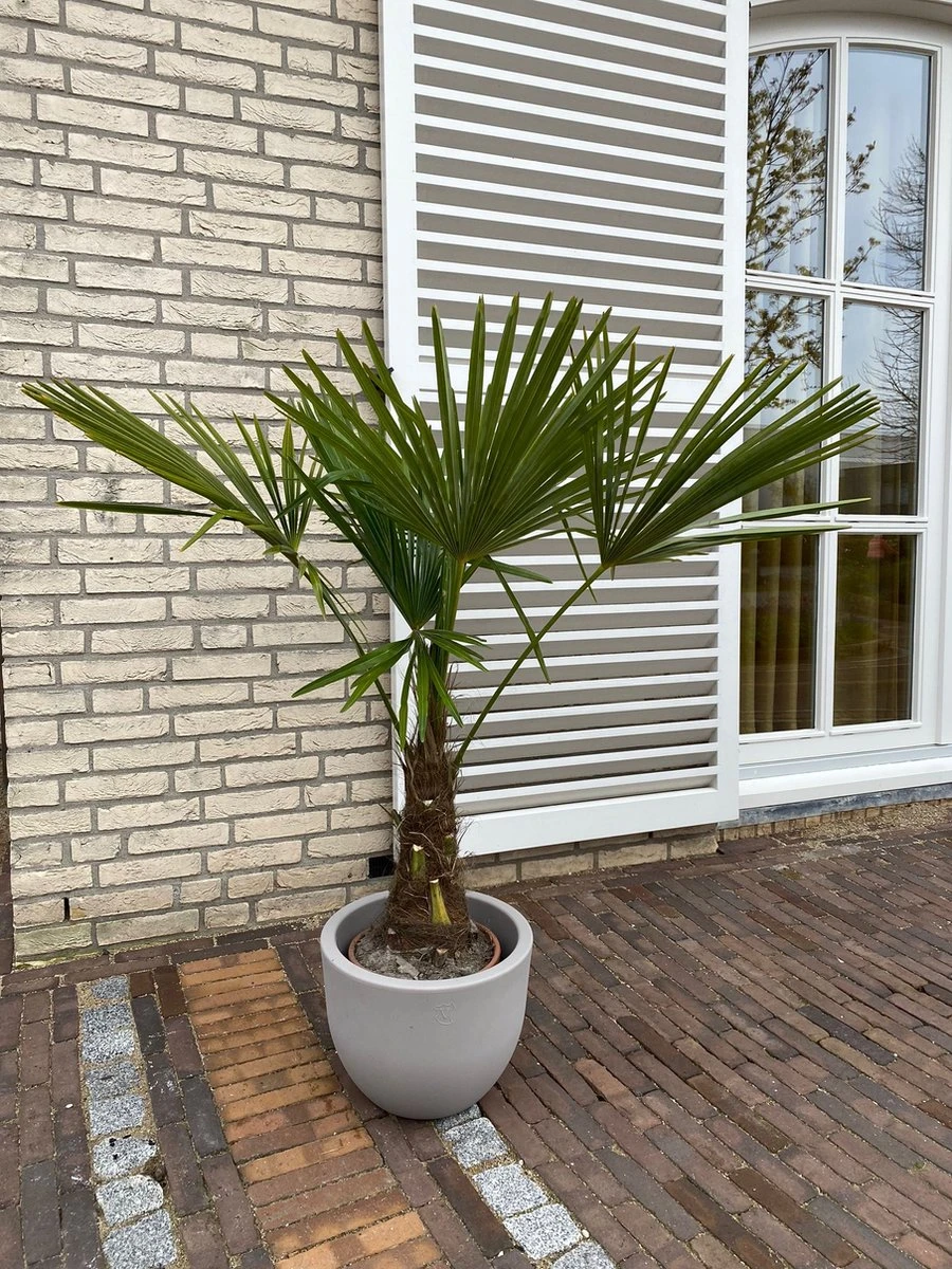 Winterharde Plamboom - Trachycarpus Fortunei 130cm - Afbeelding 2