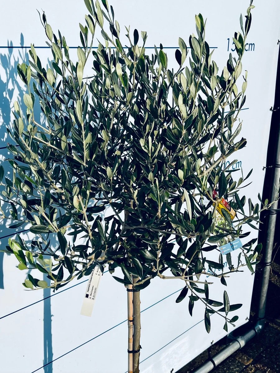 Sunnytree - Olijfboom Op Stam - Boom - Winterhard - Groenblijvend - Bol Op Stam - 160cm Hoog - Afbeelding 3
