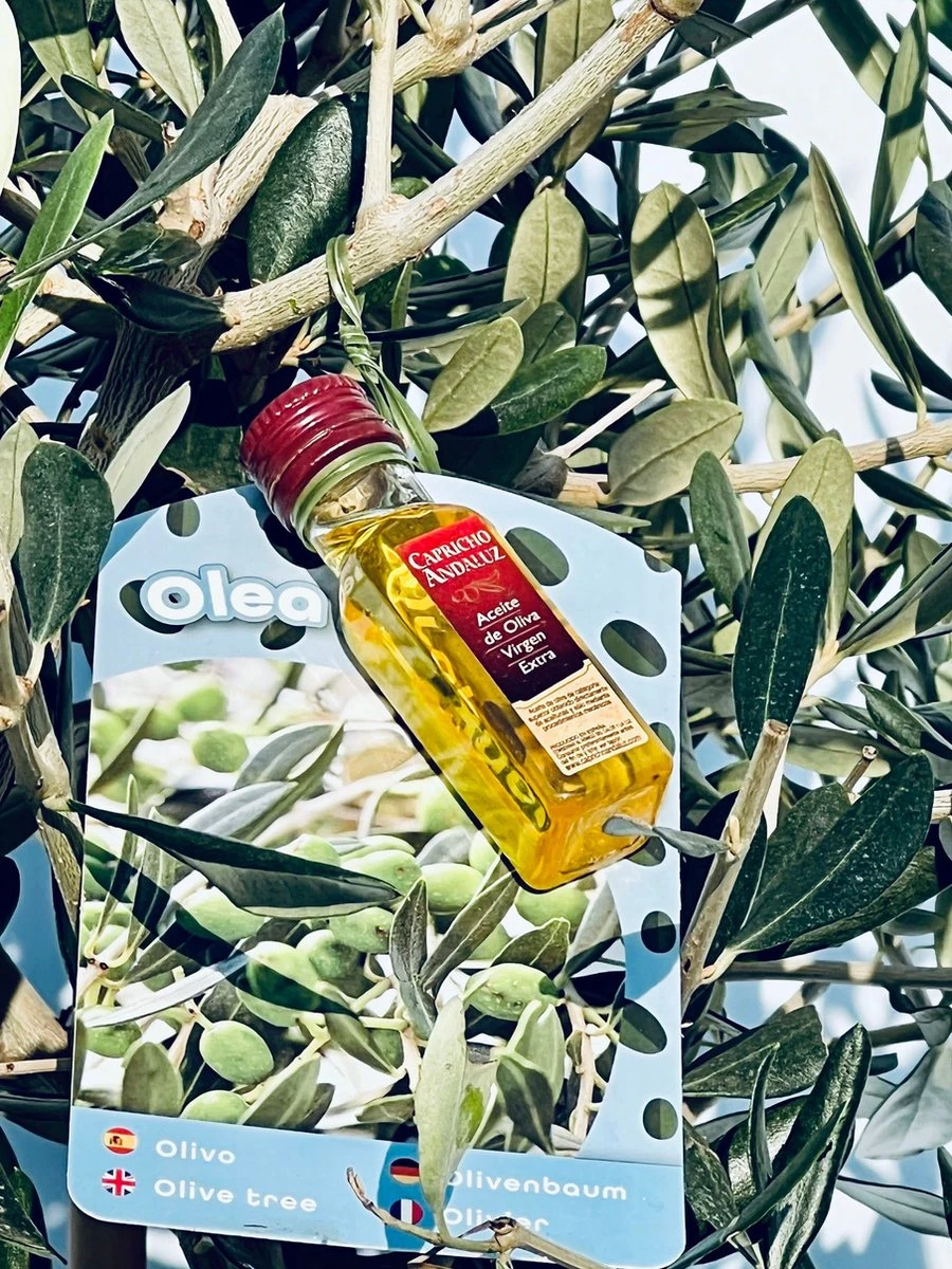 Sunnytree - Olijfboom Op Stam - Boom - Winterhard - Groenblijvend - Bol Op Stam - 160cm Hoog - Afbeelding 4