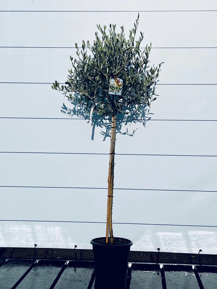 Sunnytree - Olijfboom Op Stam - Boom - Winterhard - Groenblijvend - Bol Op Stam - 160cm Hoog - Afbeelding 5
