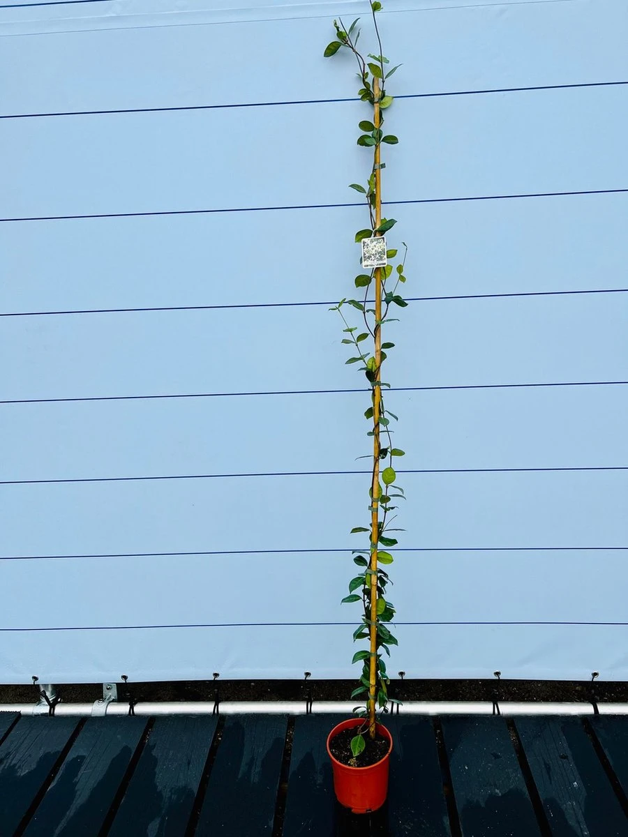 Toscaanse Jasmijn - Klimplant - Buitenplant - Winterhard - Trachelospermum Jasminoides 160 Cm - Afbeelding 2