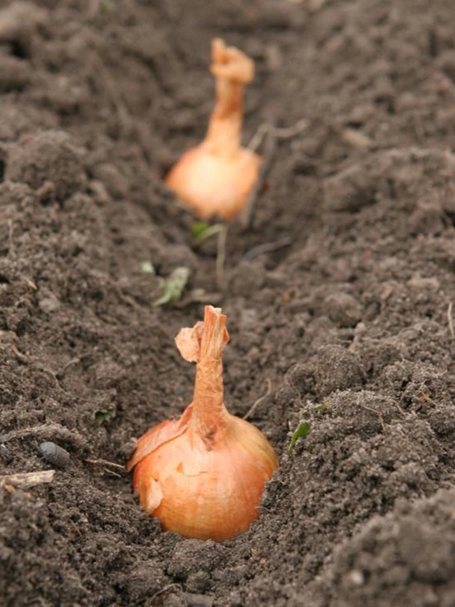 Plantui / Pootui 'Red Baron' - Rode Ui - Maat 14/21 - 500 G (ca. 100 Stuks) - Afbeelding 3