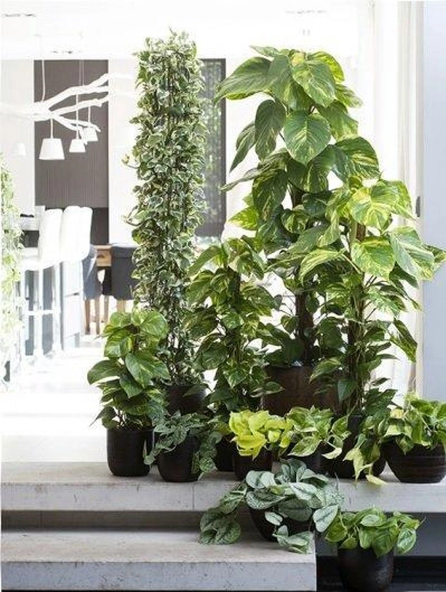 Scindapsus 'Marble Queen' | Drakenklimop - Afbeelding 3