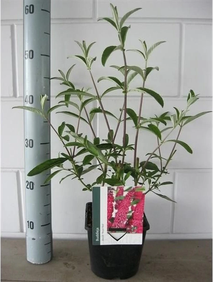 Buddleja Vlinderstruik 'Davidii Royal Red' - Rood, Meerjarig En Winterhard - Vlinderplant / Vlinderstruiken - Aantrekkelijk Voor De Vlinder | 1.5 Liter Pot - Afbeelding 5