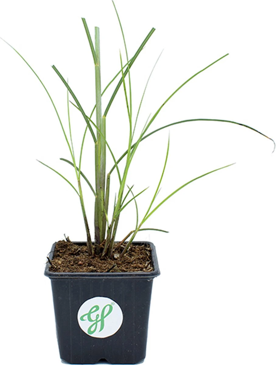 GP 12 X Prachtriet Gracillimus - Winterhard Siergras - Miscanthus Sinensis 'Gracillimus' In 9x9cm Pot Met Hoogte 5-10cm - Afbeelding 3