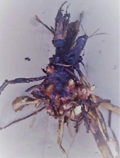 Yacon Broedknollen 3 Stuks