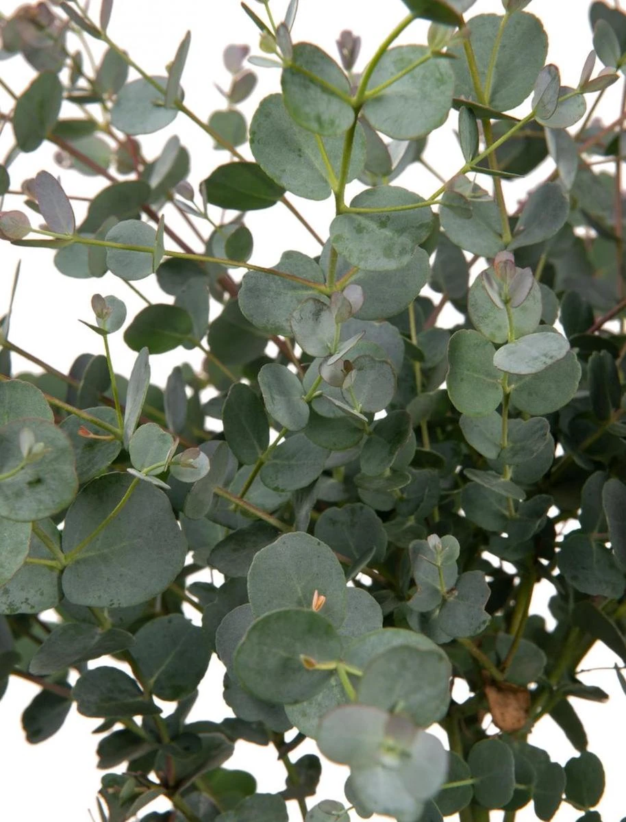 Merkloos Eucalyptus Op Stam - Eucalyptus Gunnii (Cidergomboom) - Totale Hoogte 85cm - Afbeelding 4