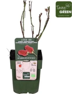 Merkloos Rubus 'Tayberry' - Taybes - BIO Fruitplant