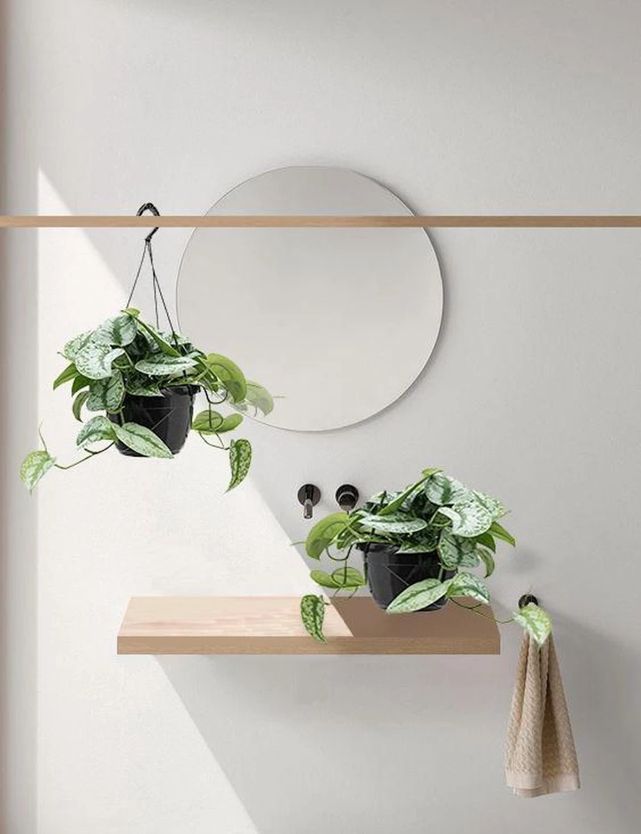 Fleurdirect - Scindapsus - 45 Cm - Ø 15 - 1 Stuks - Afbeelding 7